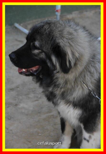 180311 mostra_canina 032.jpg